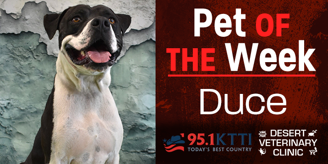Pet of the Week