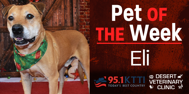 Pet of the Week