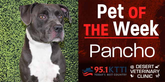 Pet of the Week