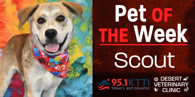 Pet of the Week