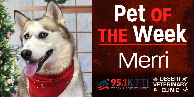 Pet of the Week